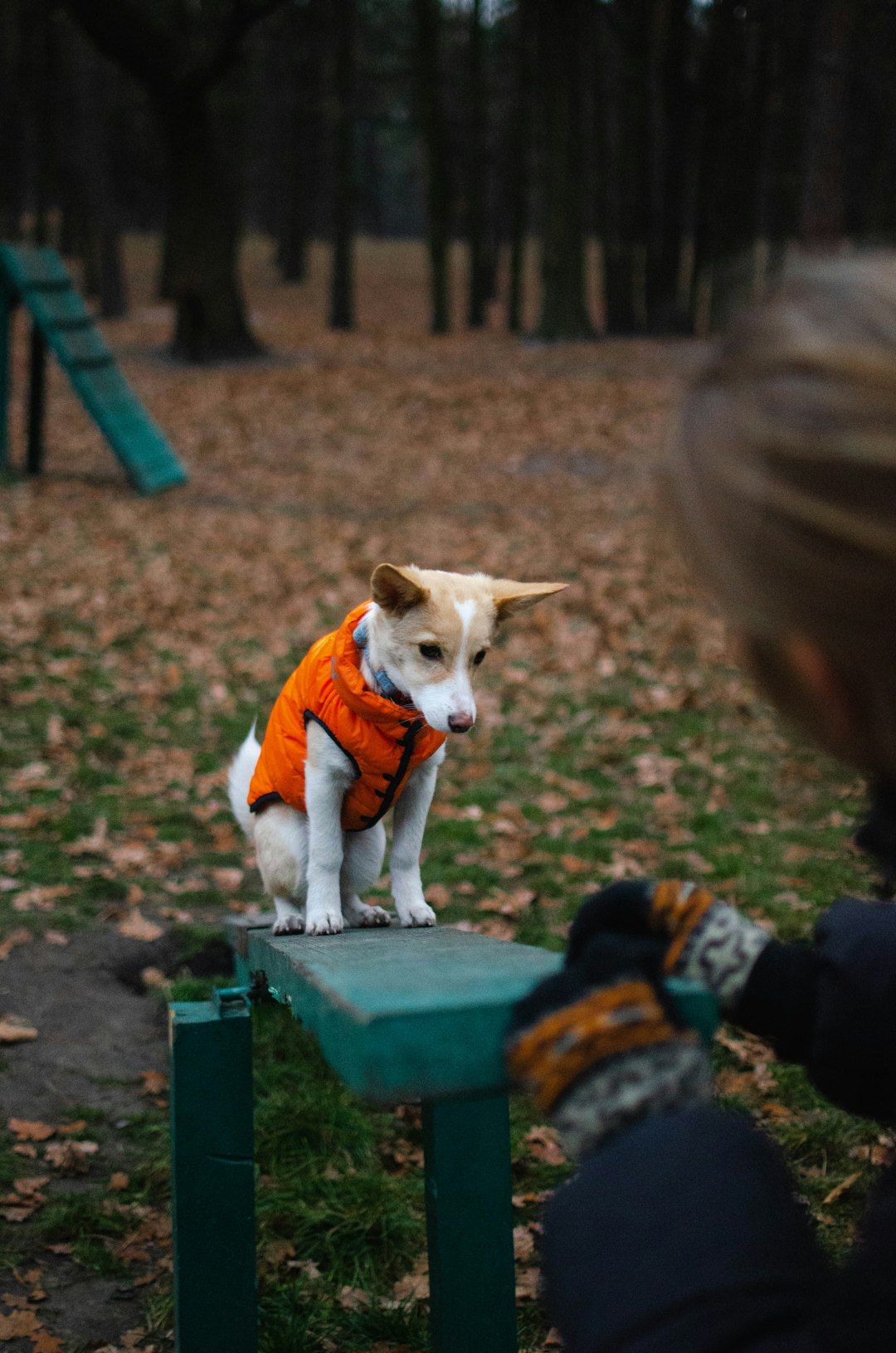 a-small-dog-wearing-an-orange-vest-sitting-on-a-green-bench-aojtoa1ydrs