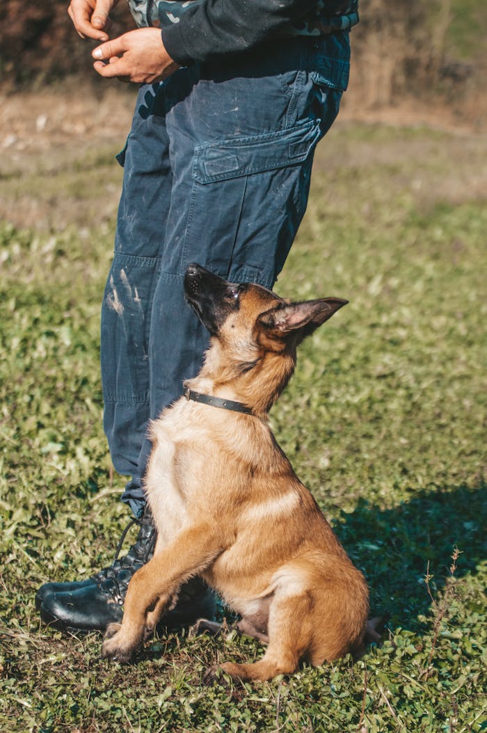A loyal German Shepherd puppy learning commands outdoors, showcasing obedience and training.