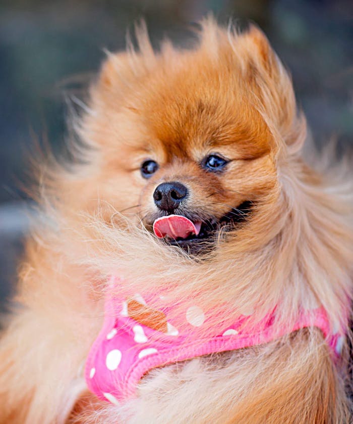 Adorable fluffy Pomeranian dog wearing a pink polka dot harness, showing playful and cute expression.