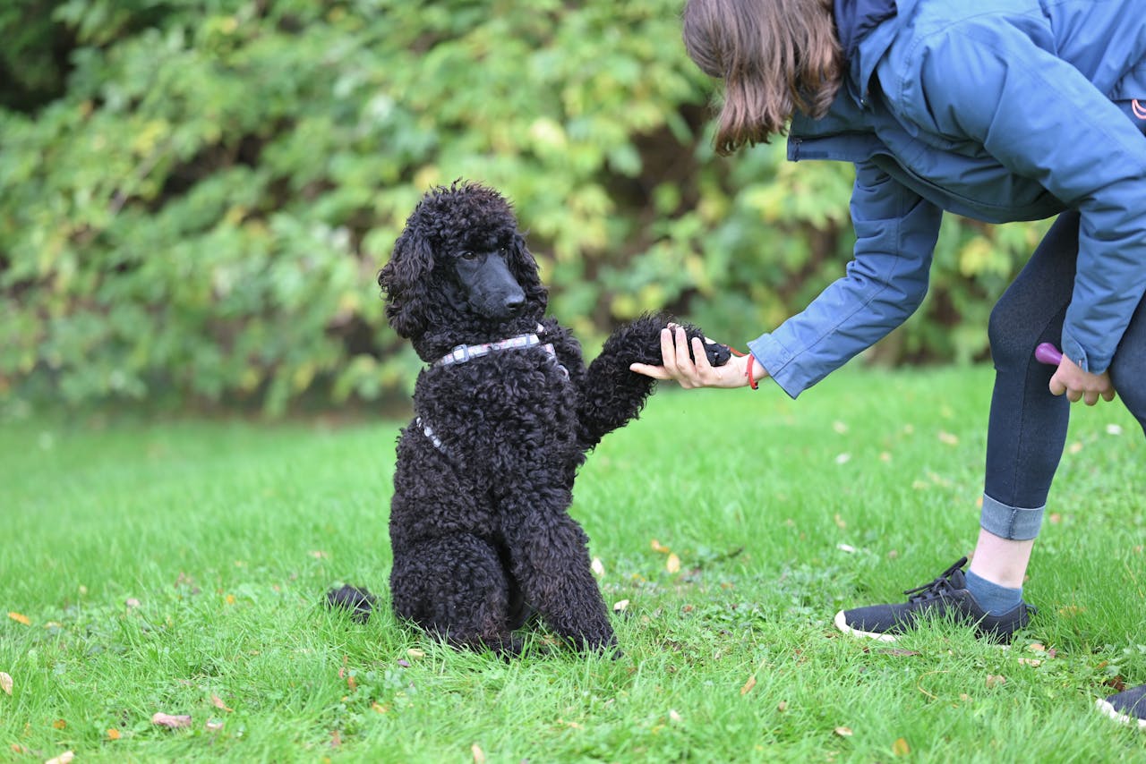 A black poodle dog shakes hands with its owner on a grassy field, showcasing a training moment.