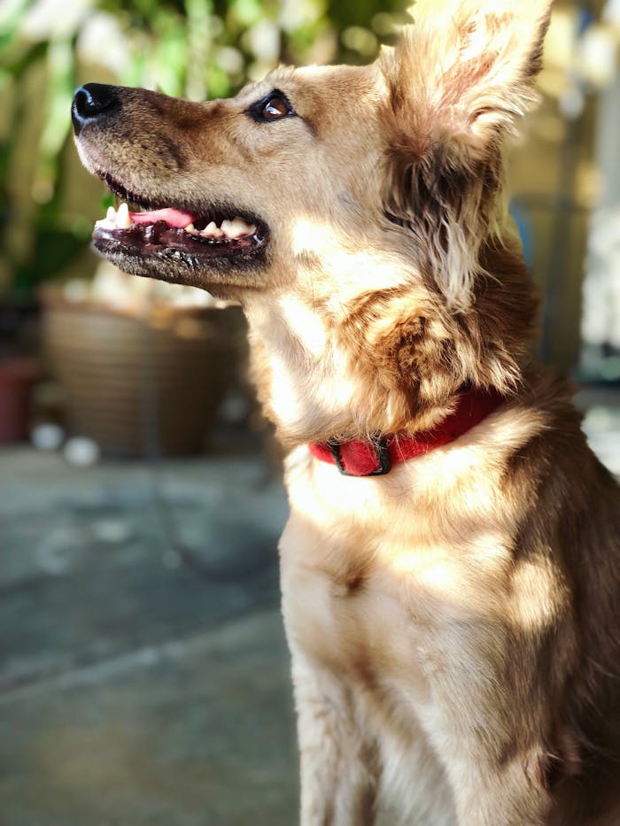 Happy Golden Retriever enjoying sunny outdoors wearing a red collar.