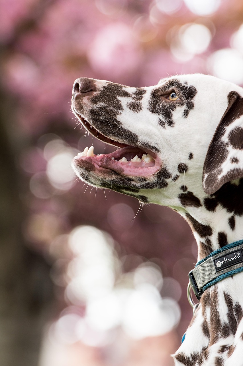 dalmatian, dog, nature, pet, head, snout, animal, domestic dog, canine, mammal, cute, closeup, portrait
