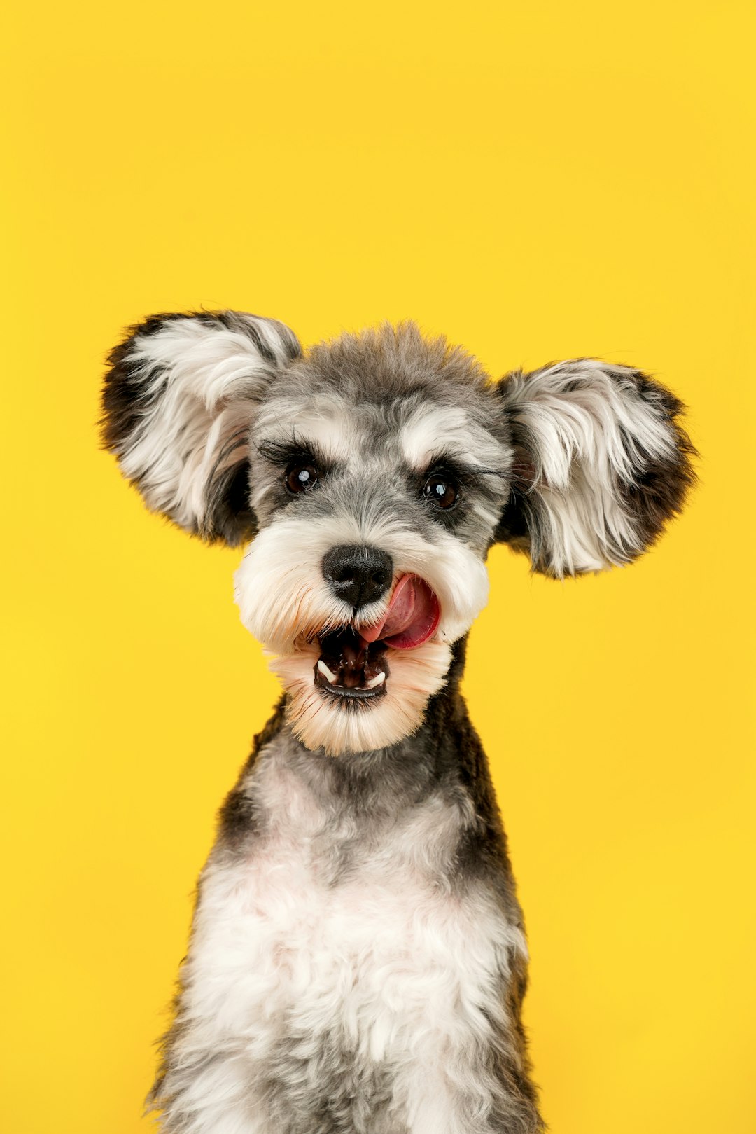 A schnauzer sticking out its tongue in front of a yellow background