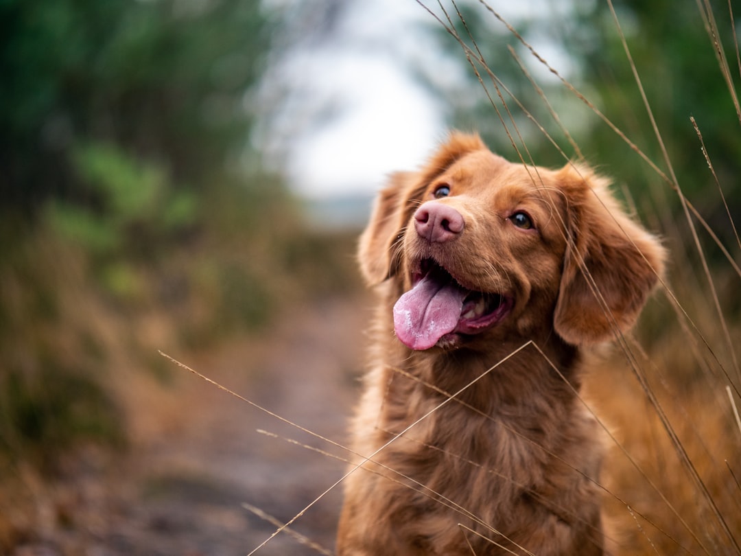 Exploring San Diego: The Best Dog Walkers in the City Photo dog walkers