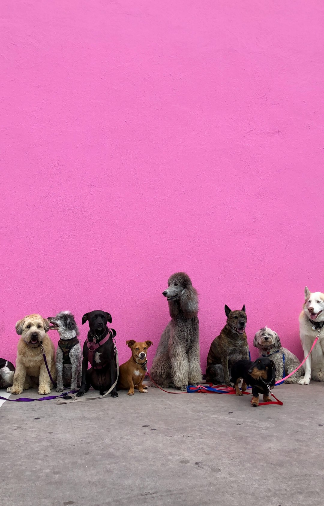Pink Wall Full of Dogs