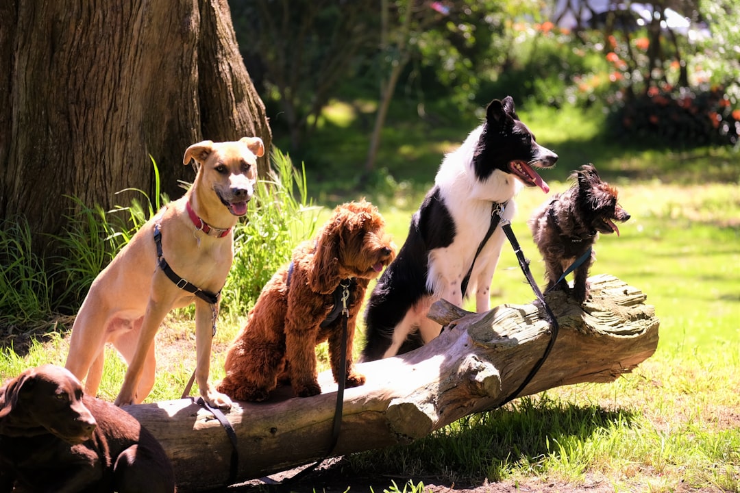 shallow-focus-photo-of-dogs-on-tree-log-wsaoghkeqfc